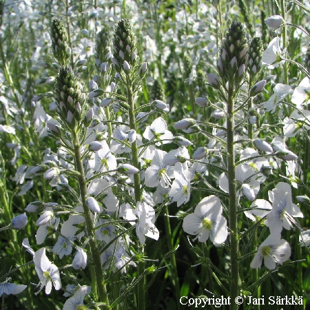  Veronica gentianoides 